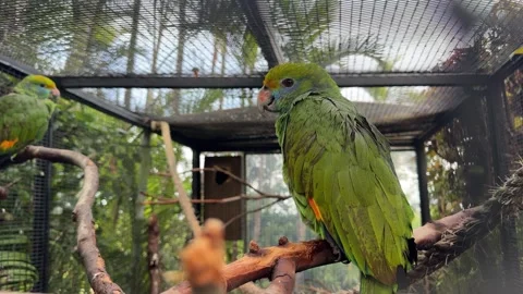 Orange winged Amazon parrot perched in aviary with green feathers and detailed p Stock-Footage 327023797
