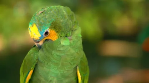 Orange winged amazon parrot preening green feathers in slow motion hd. Stock-Footage 341389601