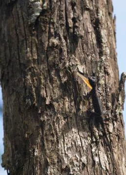 Orange-winged Flying Lizard Stock Photos