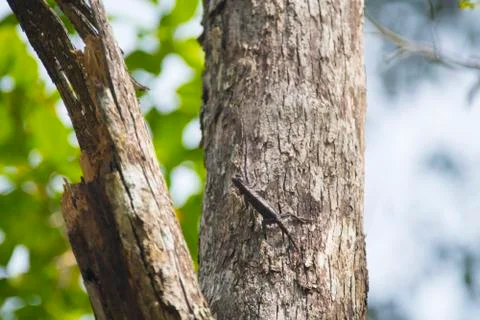 Orange-winged Flying Lizard Stock Photos