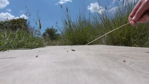 Orange winged grasshopper Stock Footage 136118410