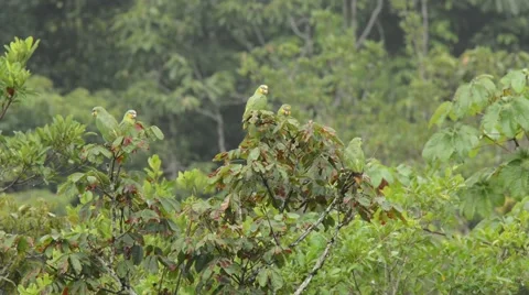 Orange-winged Parrots in trees Video stock 64827626