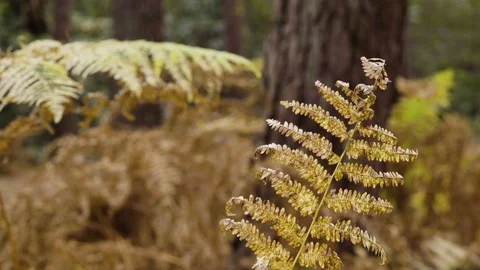 Orange winter bracken in deep forest woodland Stock Footage 82322828
