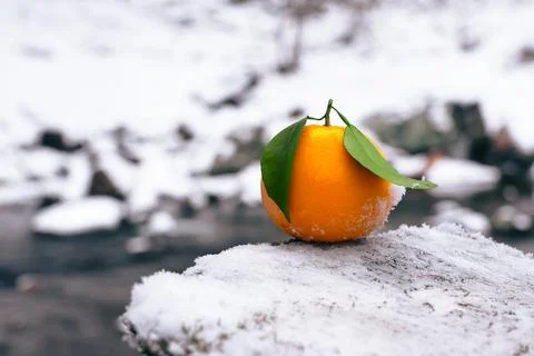 Orange, winter, orange on the background of winter nature Stock Photos