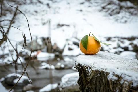 Orange, winter, river, forest, orange on the background of winter nature Stock Photos