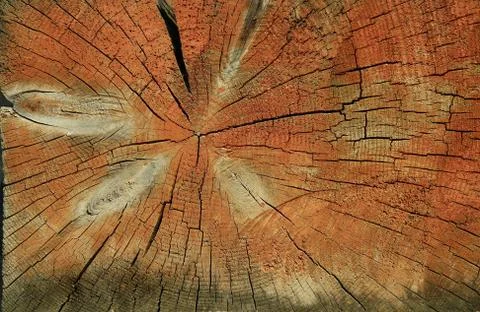 Orange wooden section texture. Stock Photos