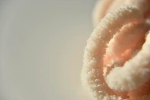 Orange wool thread on the plain background Stock Photos