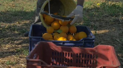 Orange Work Stock Footage 65404237