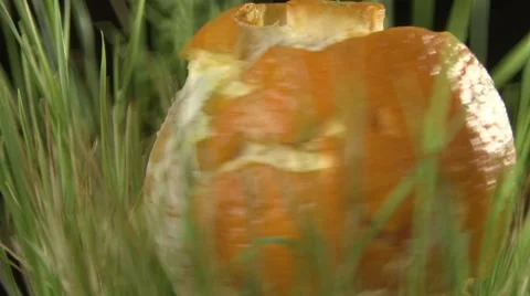 Orange world in Grass - fast Vídeo Stock 7747854