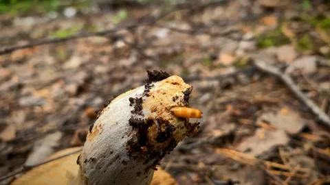 Orange worm eats mushroom. The worm in the mushroom. Видео 113638192