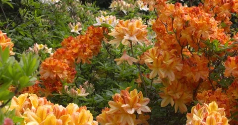 Orange yellow blooming azalea mollis Stock Footage
