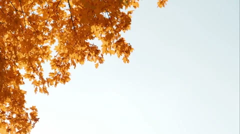 Orange yellow fall maple leafs over the blue sky Stock Footage 56545577