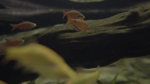 Orange yellow fish in river Stock Footage 325820900