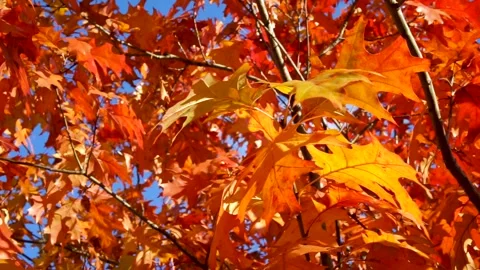 Orange-yellow maple leaves on a bright sunny day. Stock Footage 220247975