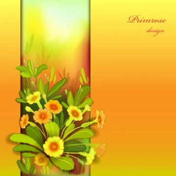 Orange yellow primroses Stock Illustration