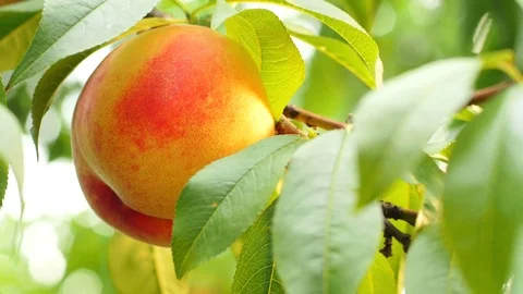 Orange-yellow ripe nectarine on tree branch Stock Footage 70210704