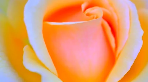 Orange yellow rose in the wind Stock Footage 41506663