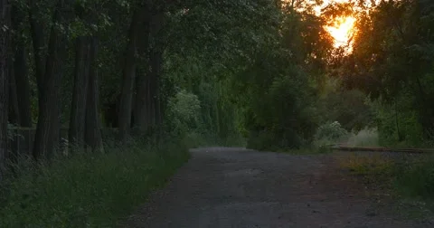 Orange, Yellow Sunset, Sun's Circle Behind The Trees, Alley, Parkway, Road Stock Footage 51661024