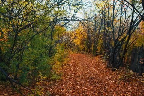 Orange yellow tree leaf forest autumn beauty nature Stock Photos