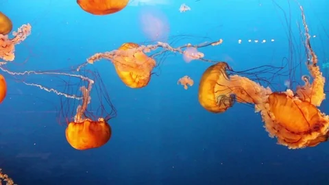 Orange Zero Gravity Jellyfish Stock Footage 75020822