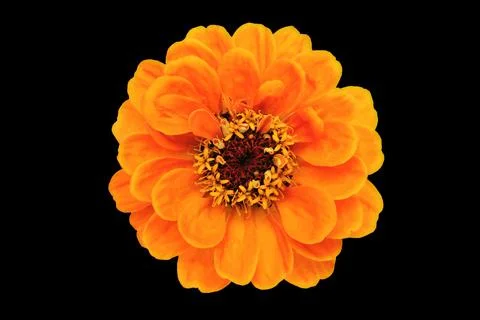 Orange Zinnia Flower Stock Photos
