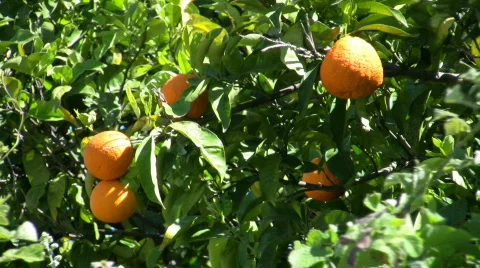 Orange01 Video stock 80019