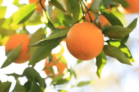 Orange2 Stock Photos