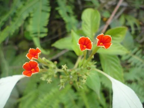 Orange_flowering_flora Stock Photos
