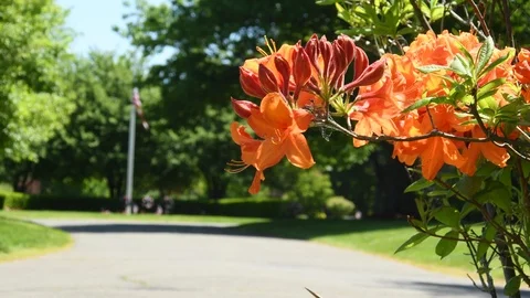 OrangeAzaleaRackFlag4K Stock Footage 108698036