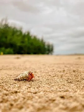 An,Orange,Conch,Making,Its,Way,To,The,Sea,On Stock Photos