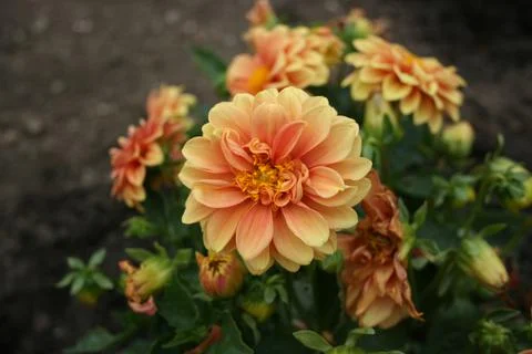 Orangeflower 库存照片