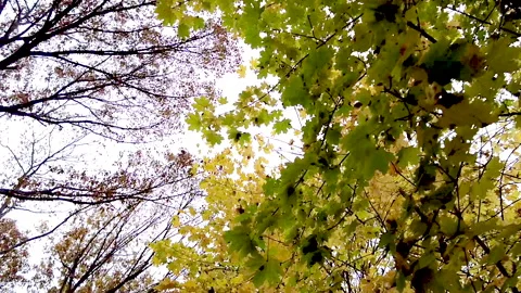 ORANGE/GREEN LEAVES IN THE TREES Stock Footage 187100050