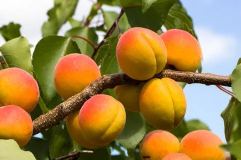 Orange/Red Apricots on Tree Branch Stock Photos