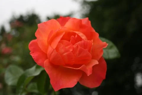Orangerose 库存照片
