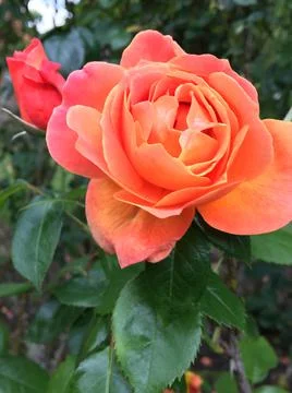 OrangeRose Stock Photos