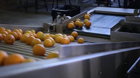Oranges after washing &amp; drying Stock Footage 77063978