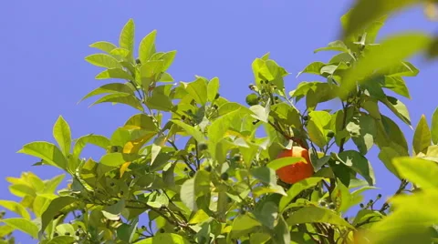 Oranges and blue sky. Stock Footage 49471143