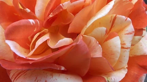 Oranges and lemons rose close up Stock Footage 318355708