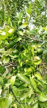 Oranges that are on trees with dense leaves Stock Photos