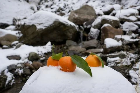 Oranges on the background of winter nature Stock Photos