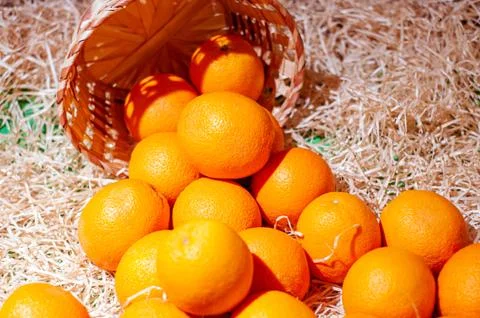 Oranges with a basket in the manger. Foto stock