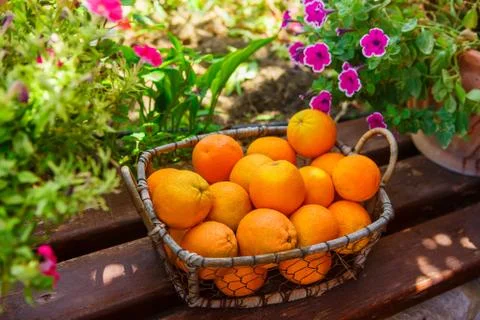 Oranges in the basket Stock Photos