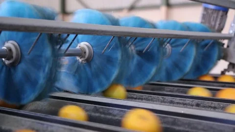 Oranges being brished Stock Footage 77062995