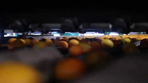 Oranges being labelled Stock Footage 77065155