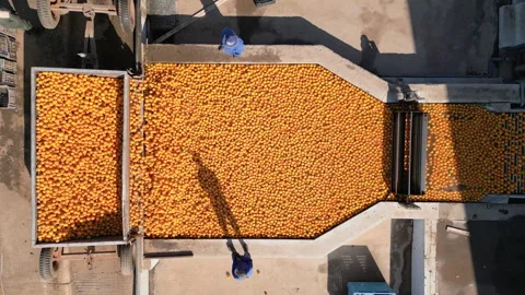 Oranges Being Loaded into Processing Chute Stock Footage 337604669
