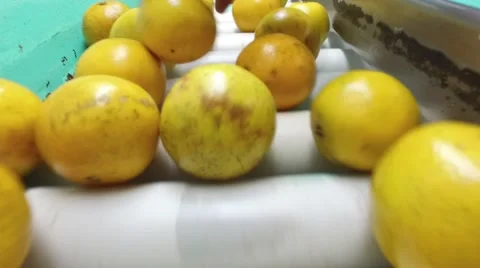 Oranges being sorted Stock Footage 57210846