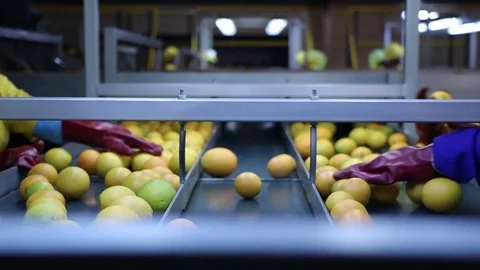 Oranges being sorted Stock Footage 77065013
