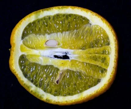 Oranges on a black background Stock-Fotos