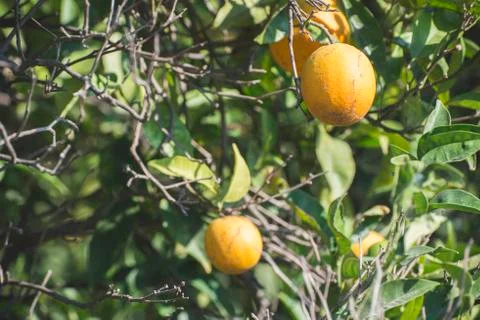 Oranges on a branch Stock Photos