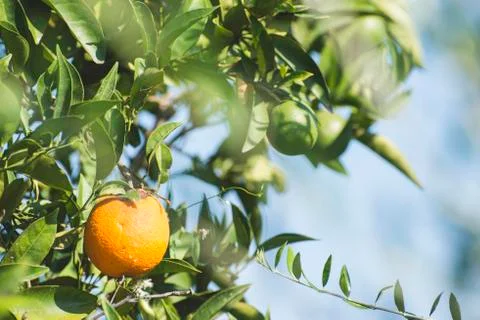 Oranges on a branch Foto stock